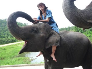 MISS HOME STAY: 見習い<b>ゾウ</b>使いのブログ( an elephant trainee mahout)