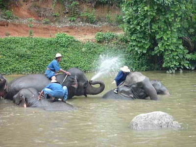 見習い<b>ゾウ</b>使いのブログ( an elephant trainee mahout): プラデイダと <b>...</b>