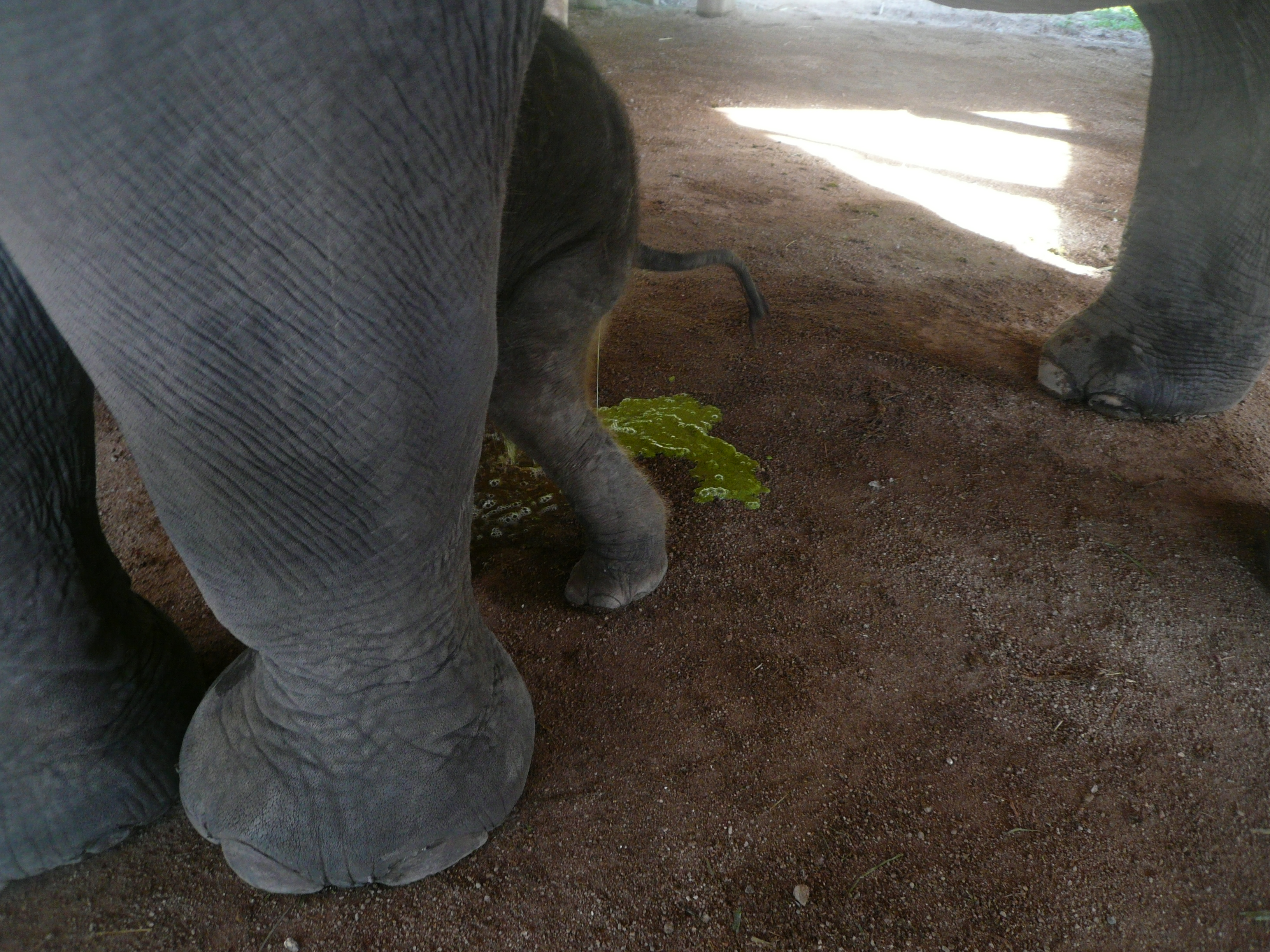 赤ちゃんの性別 赤ちゃんの小便の色 見習いゾウ使いのブログ An Elephant Trainee Mahout