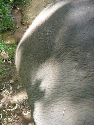 見習い<b>ゾウ</b>使いのブログ( an elephant trainee mahout): プンプアンの脇腹